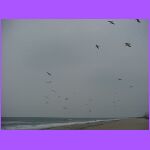 Sea Gulls.jpg